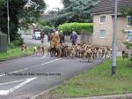 Image: Hounds on their morning exercise